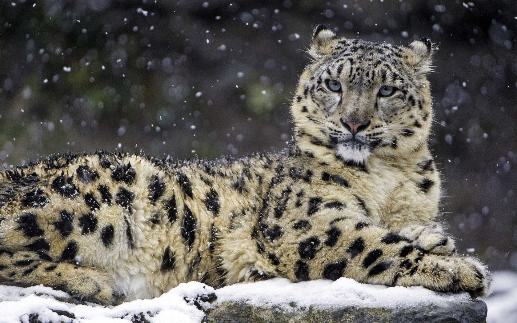 Обои Snow Leopard 1680x1050