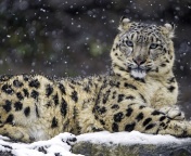 Fondo de pantalla Snow Leopard 176x144