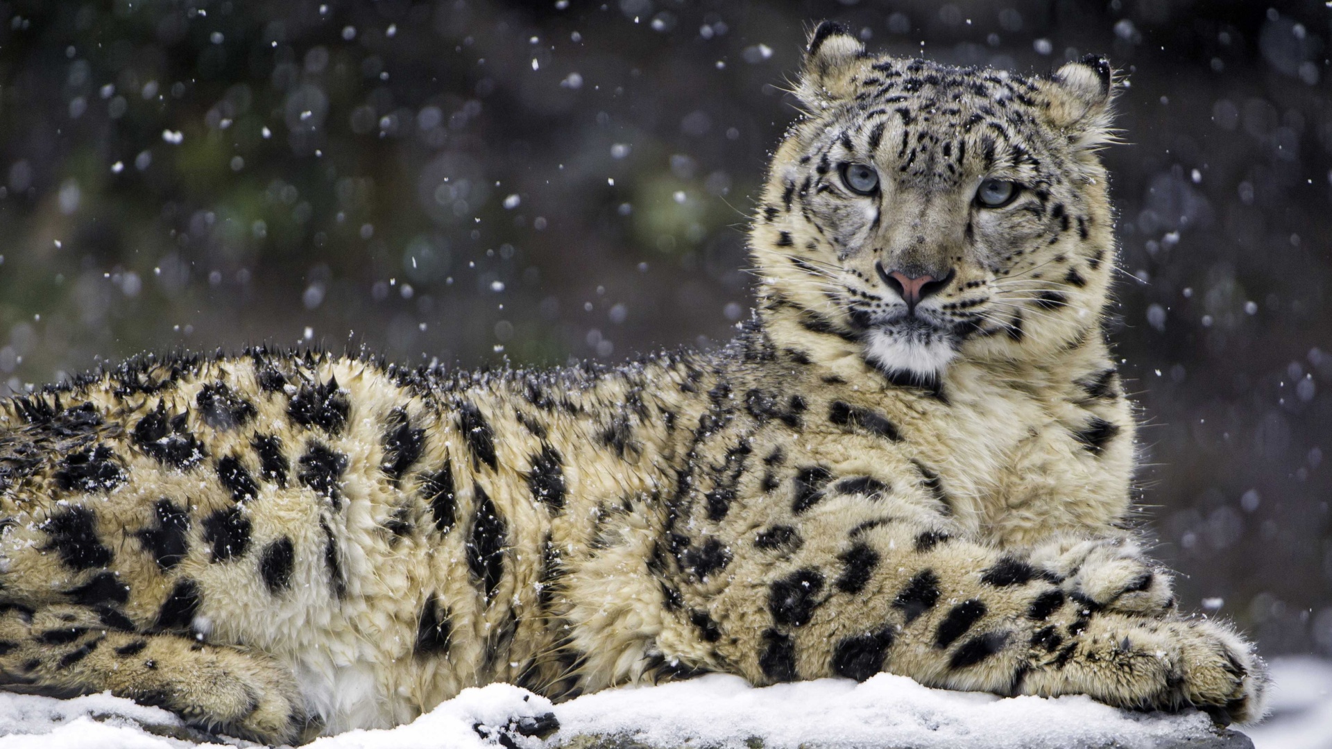 Обои Snow Leopard 1920x1080