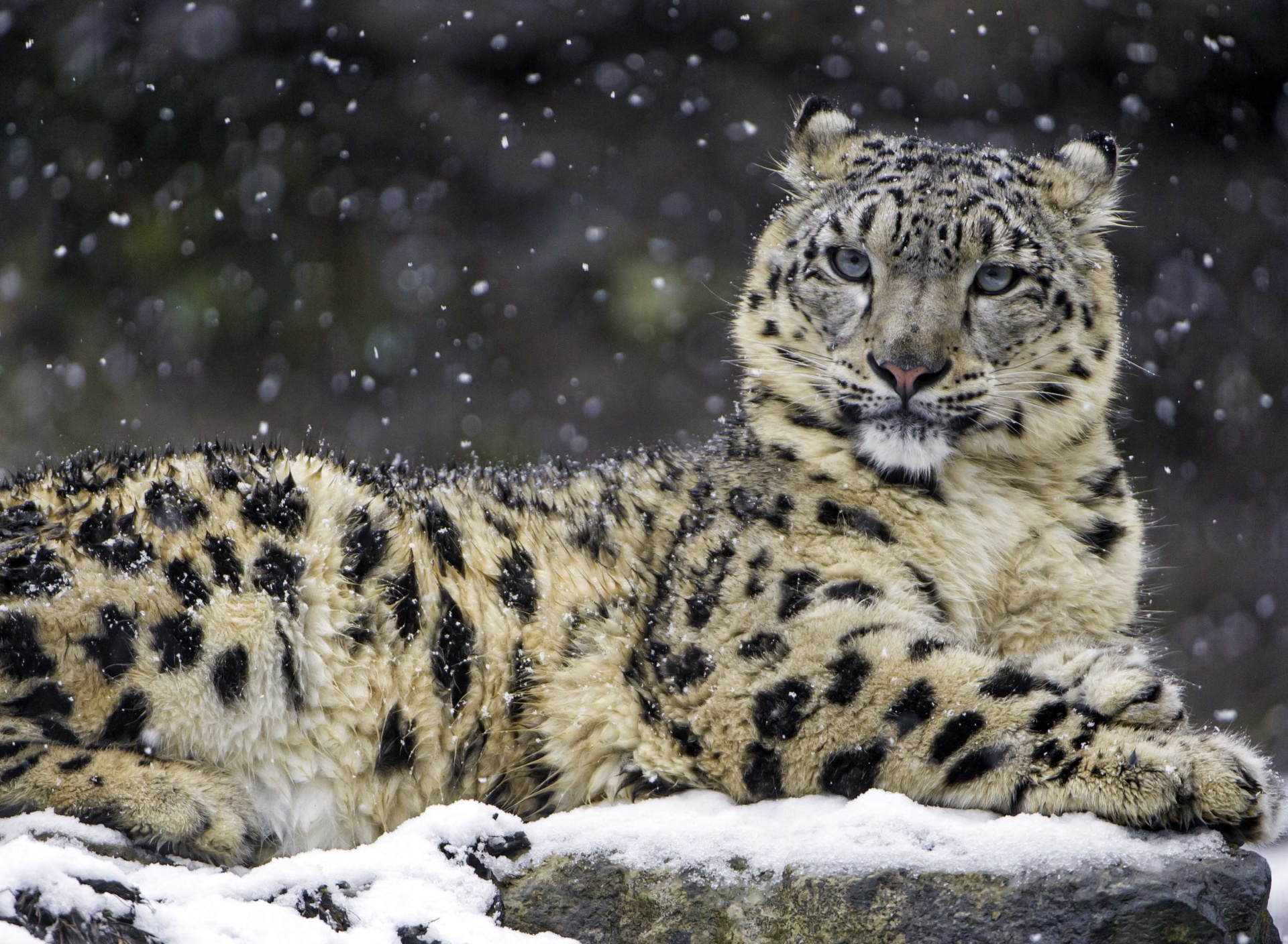 Screenshot №1 pro téma Snow Leopard 1920x1408