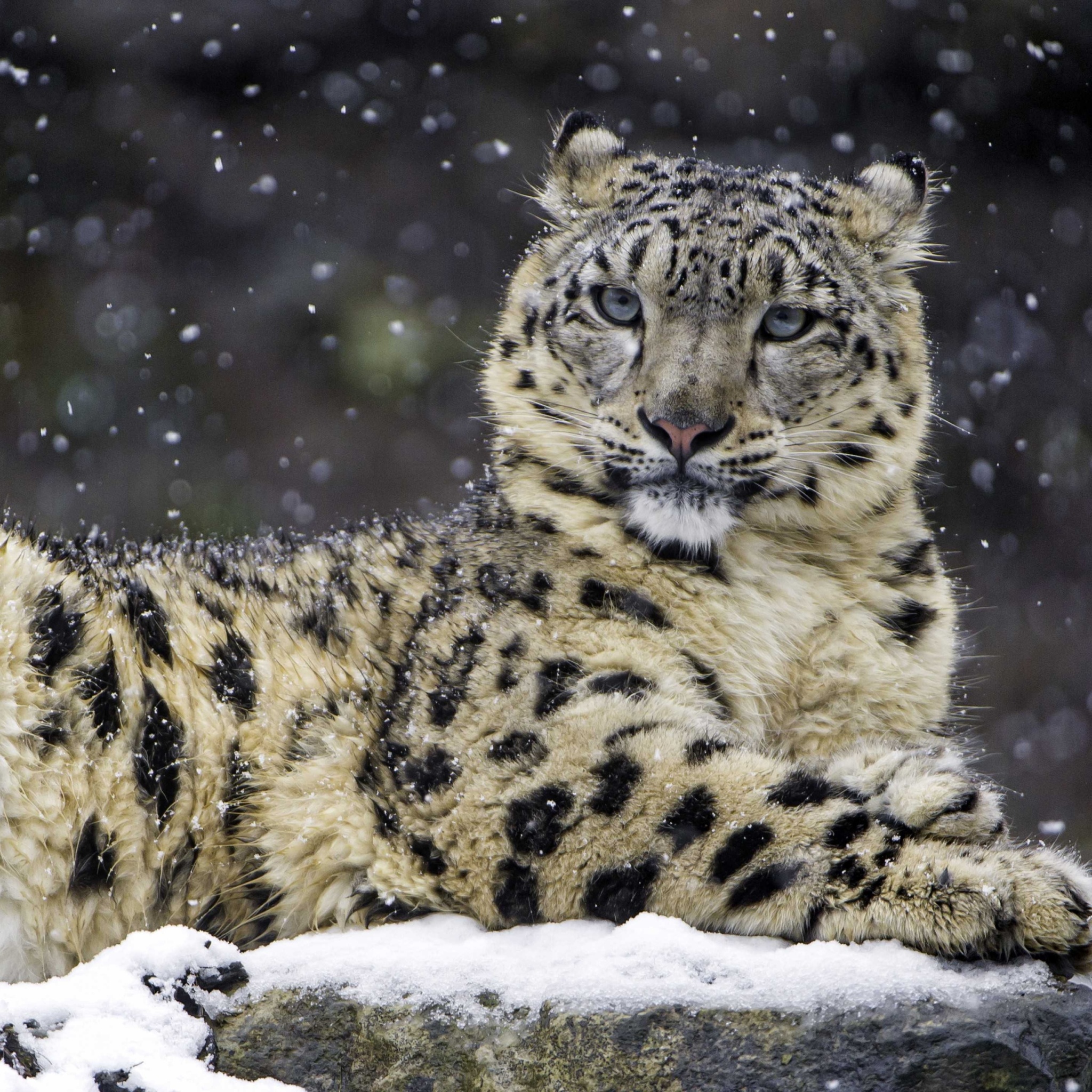 Das Snow Leopard Wallpaper 2048x2048