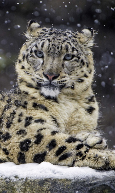 Обои Snow Leopard 480x800