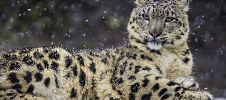 Das Snow Leopard Wallpaper 720x320