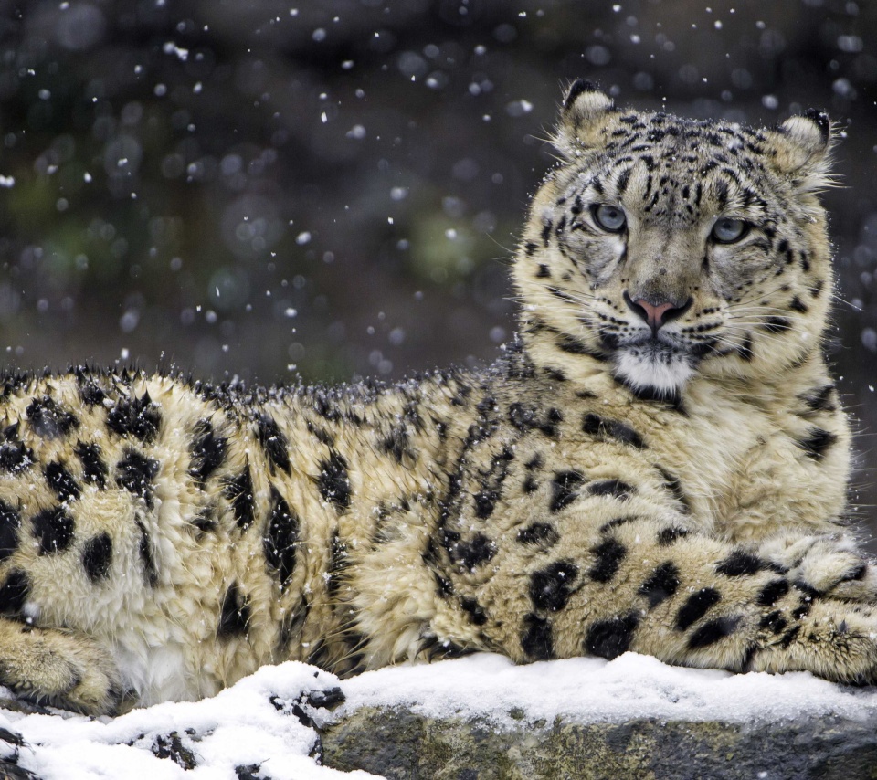 Fondo de pantalla Snow Leopard 960x854