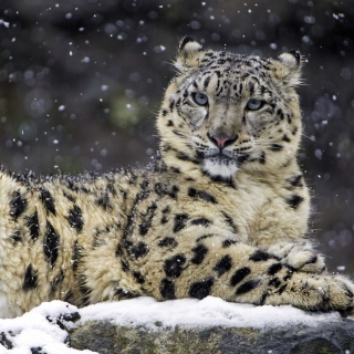 Kostenloses Snow Leopard Wallpaper für 128x128