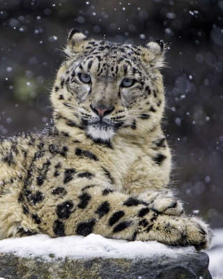 Kostenloses Snow Leopard Wallpaper für iPhone 4
