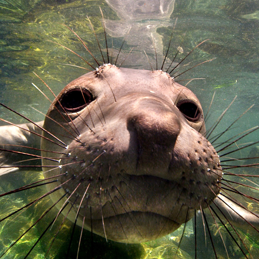 Das Elephant seal Wallpaper 1024x1024