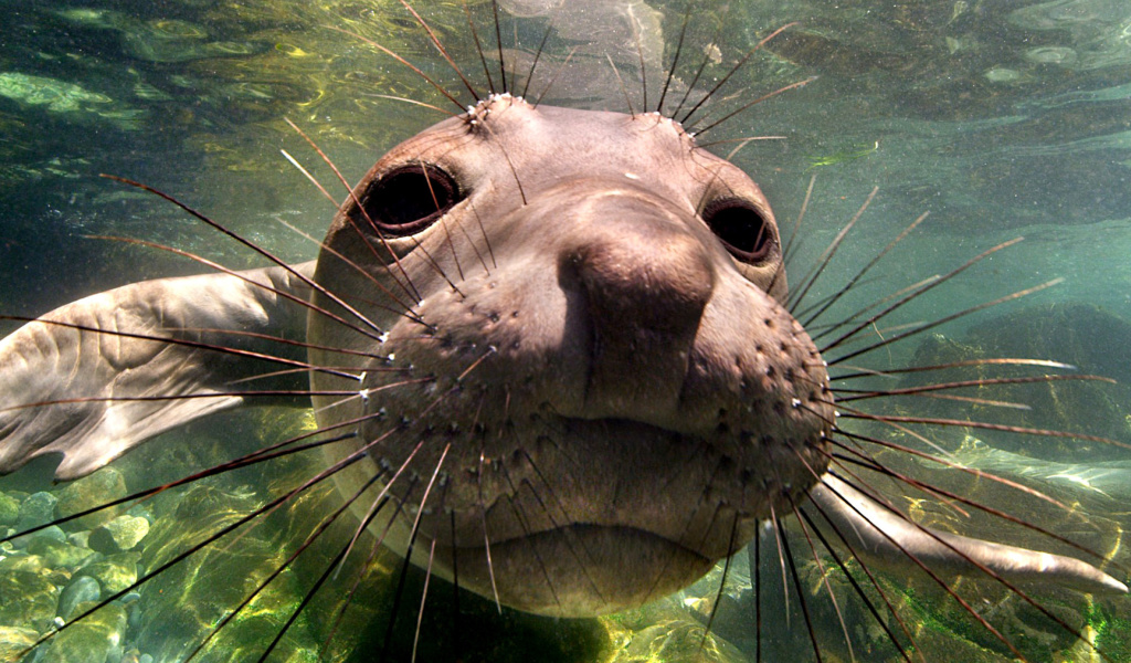 Das Elephant seal Wallpaper 1024x600