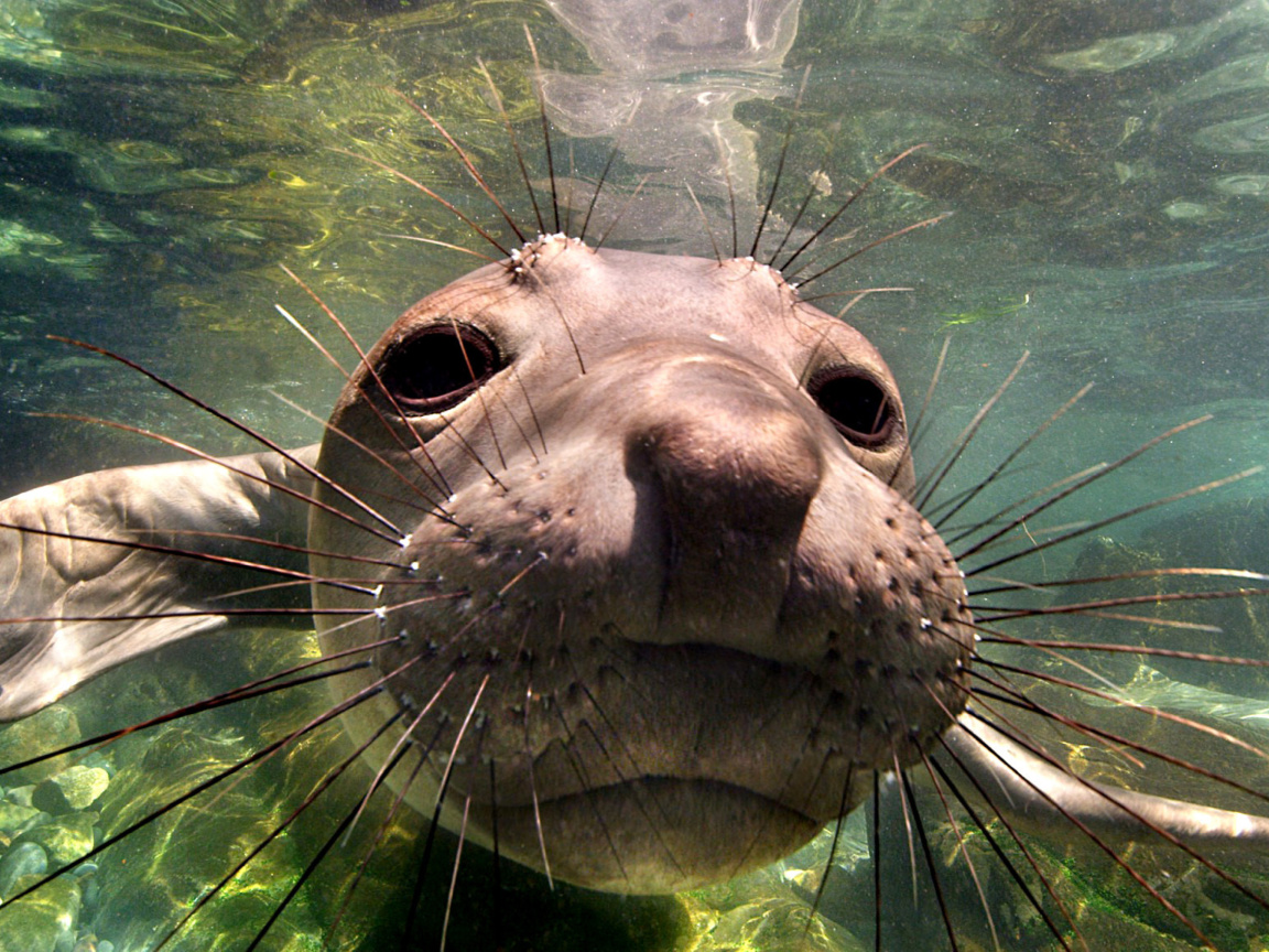 Elephant seal wallpaper 1152x864