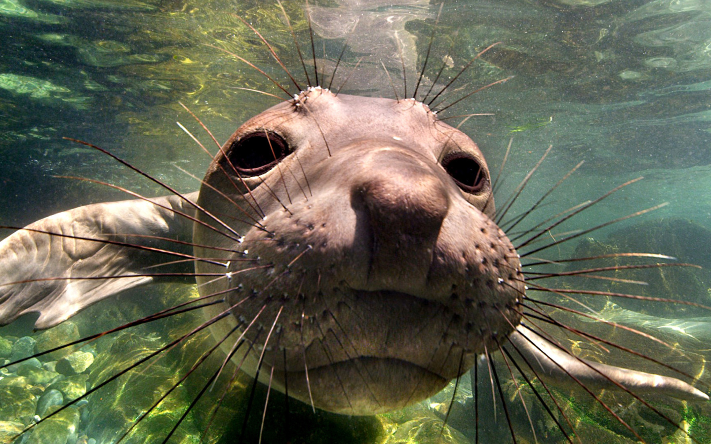 Fondo de pantalla Elephant seal 1440x900