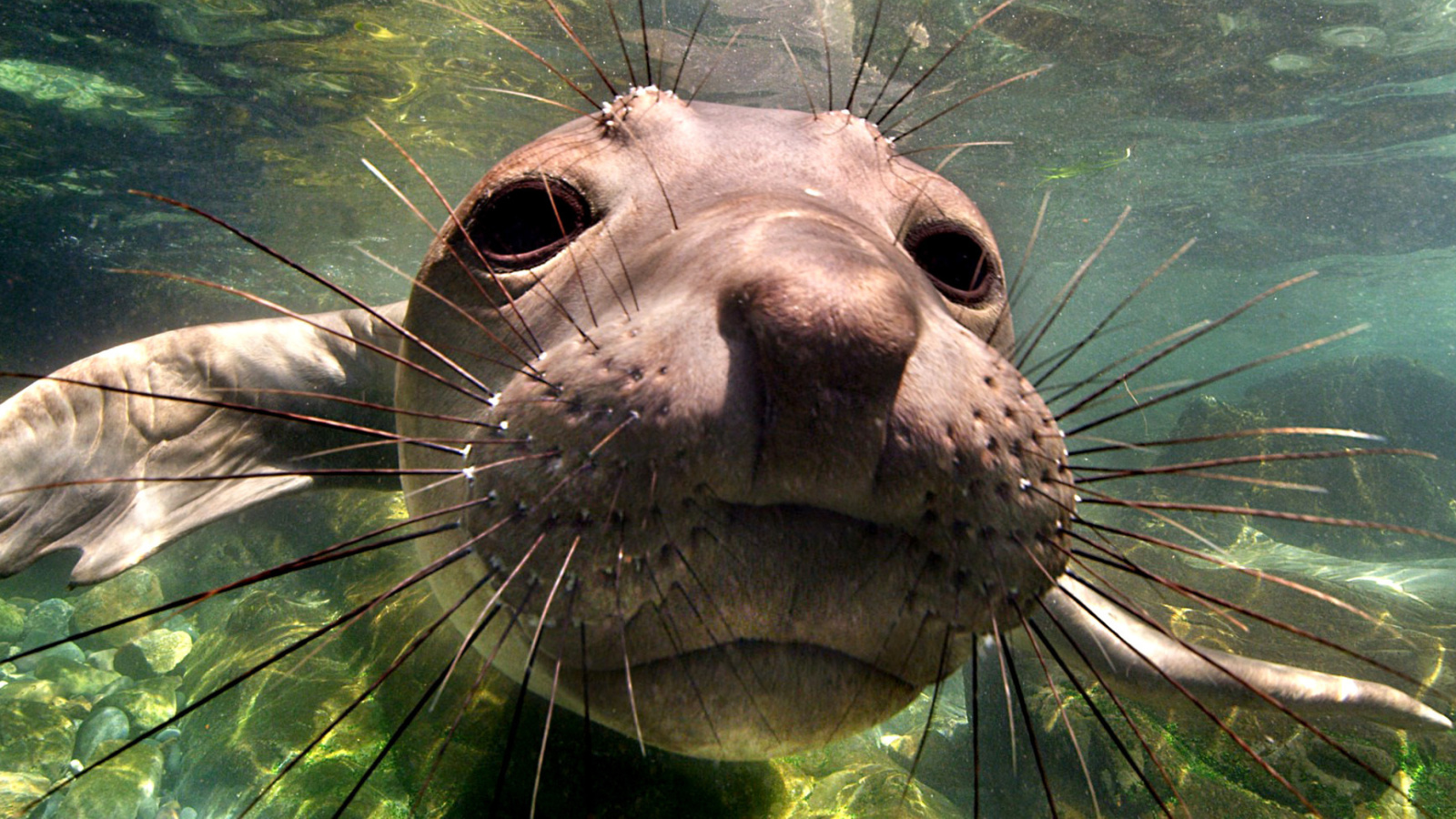 Elephant seal wallpaper 1600x900