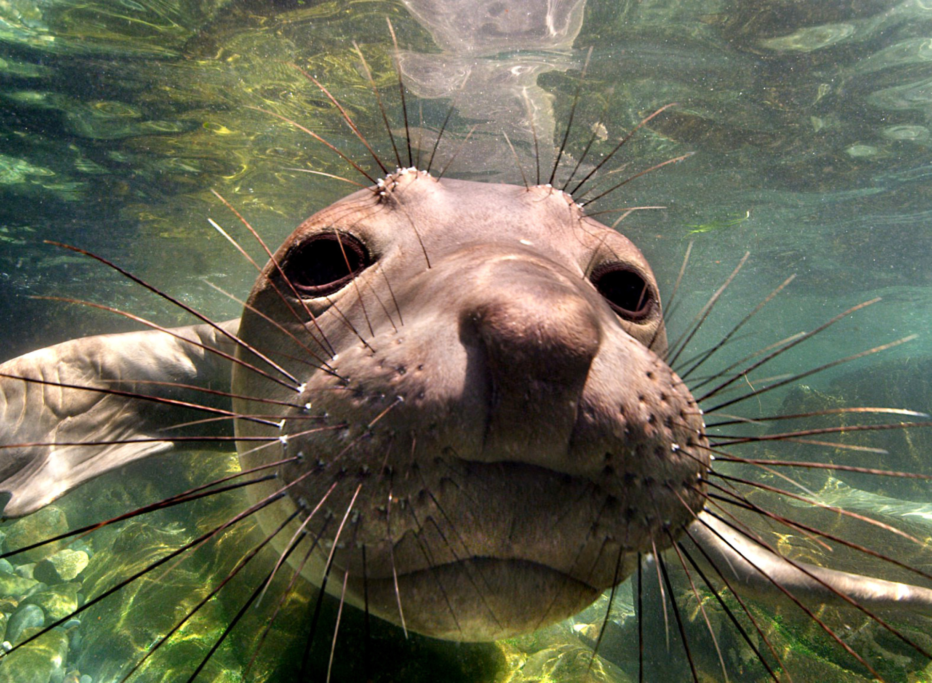 Обои Elephant seal 1920x1408