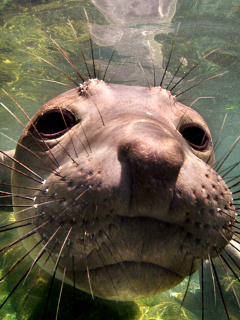 Elephant seal wallpaper 240x320