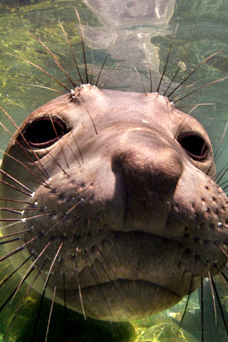 Elephant seal screenshot #1 320x480