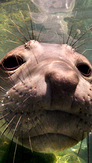 Sfondi Elephant seal 360x640