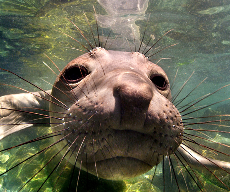 Elephant seal wallpaper 960x800