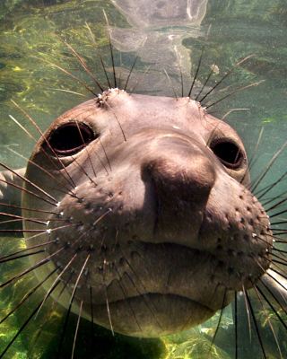 Elephant seal - Fondos de pantalla gratis para 768x1280