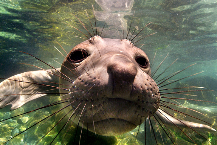 Das Elephant seal Wallpaper