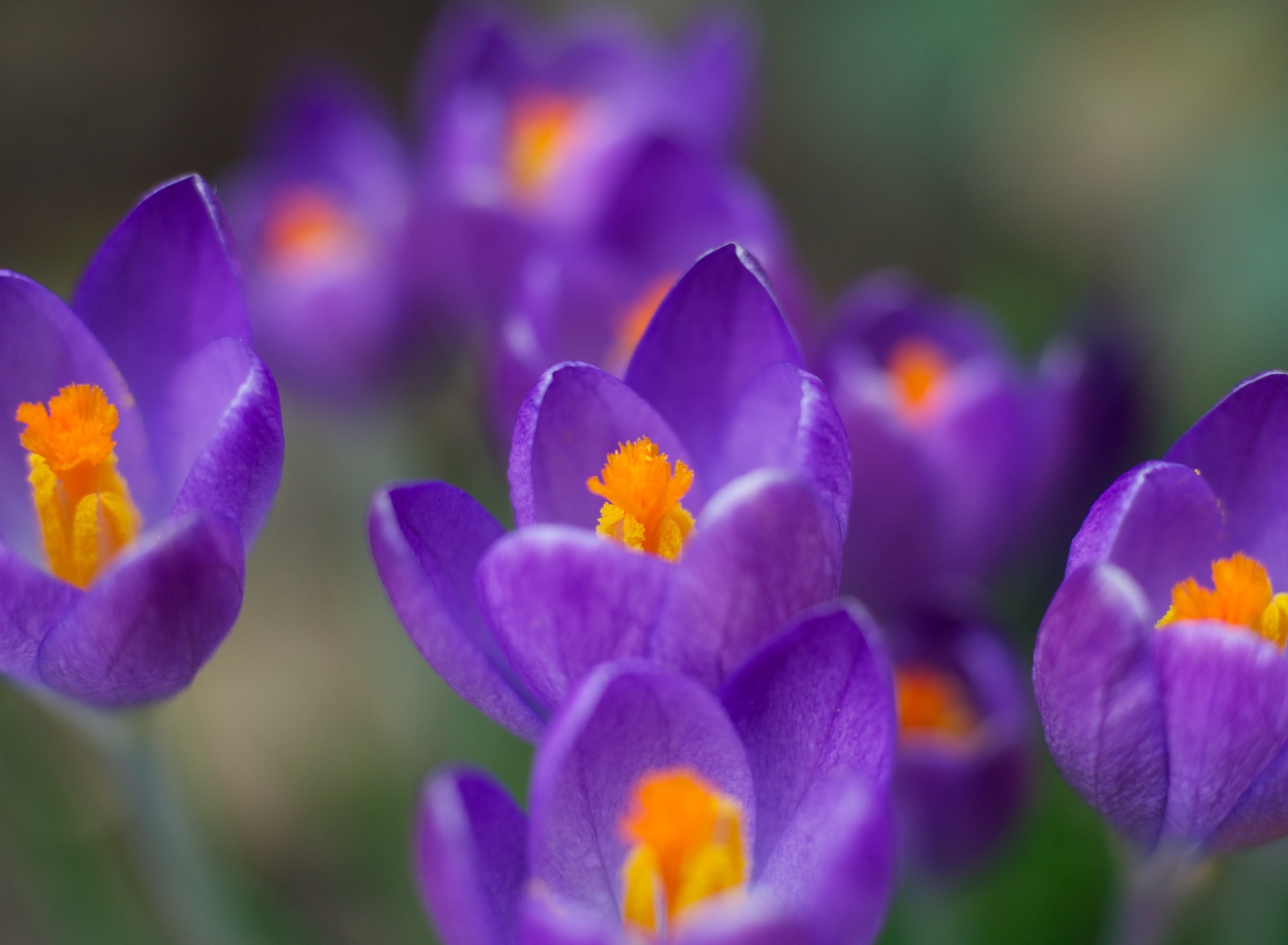 Fondo de pantalla Crocuses 1920x1408