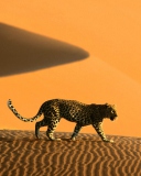 Das Cheetah In Desert Wallpaper 128x160