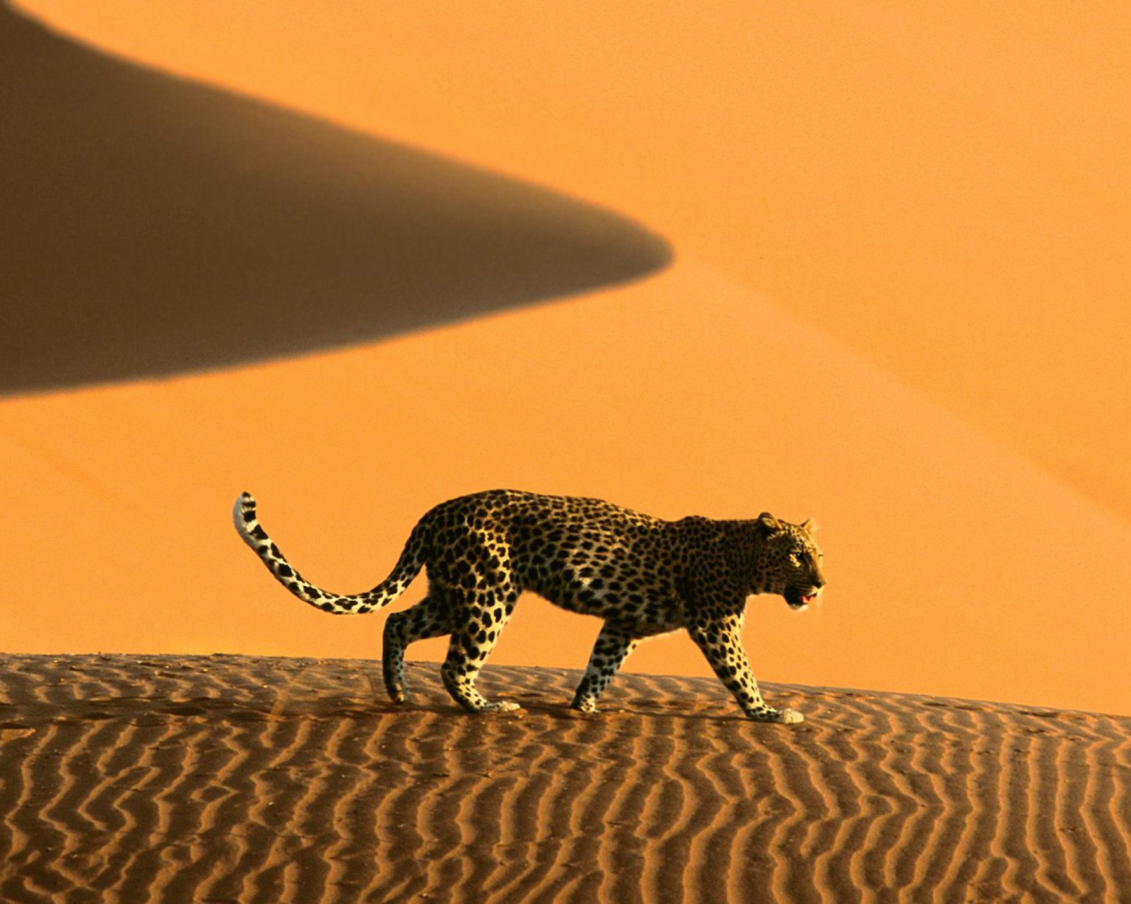 Обои Cheetah In Desert 1600x1280