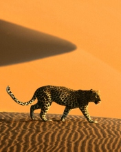 Sfondi Cheetah In Desert 176x220
