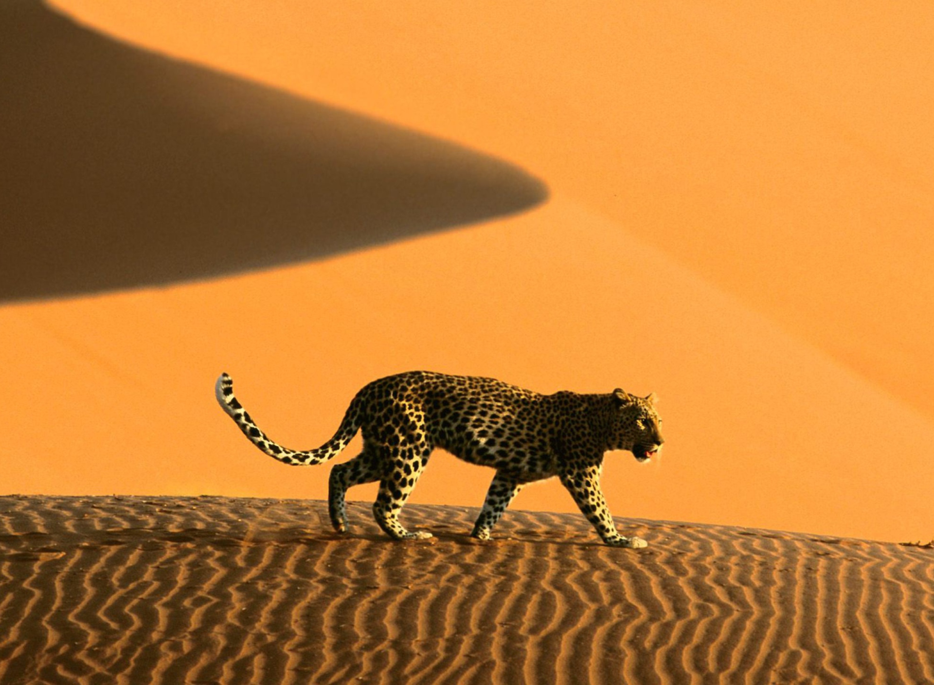 Обои Cheetah In Desert 1920x1408