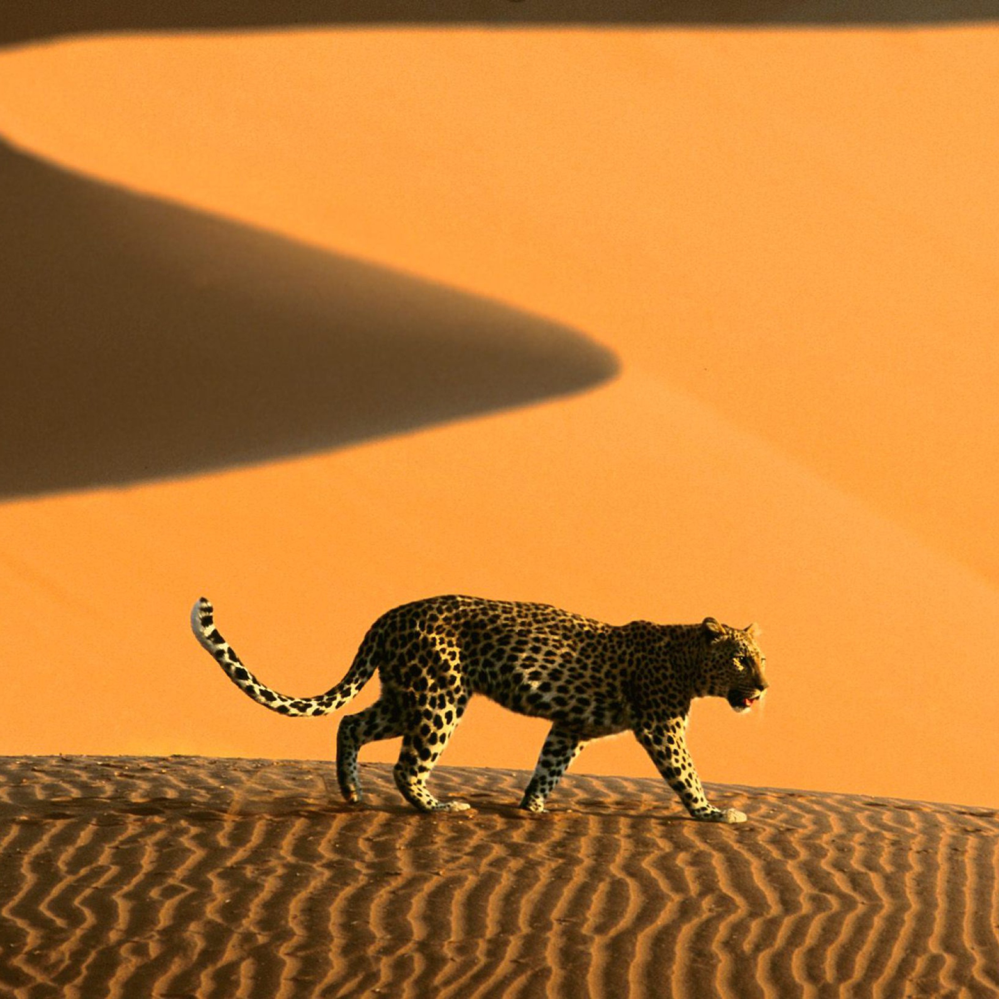 Обои Cheetah In Desert 2048x2048