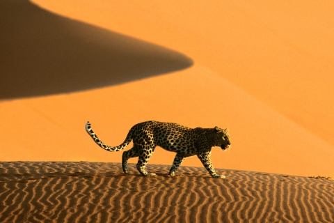 Screenshot №1 pro téma Cheetah In Desert 480x320