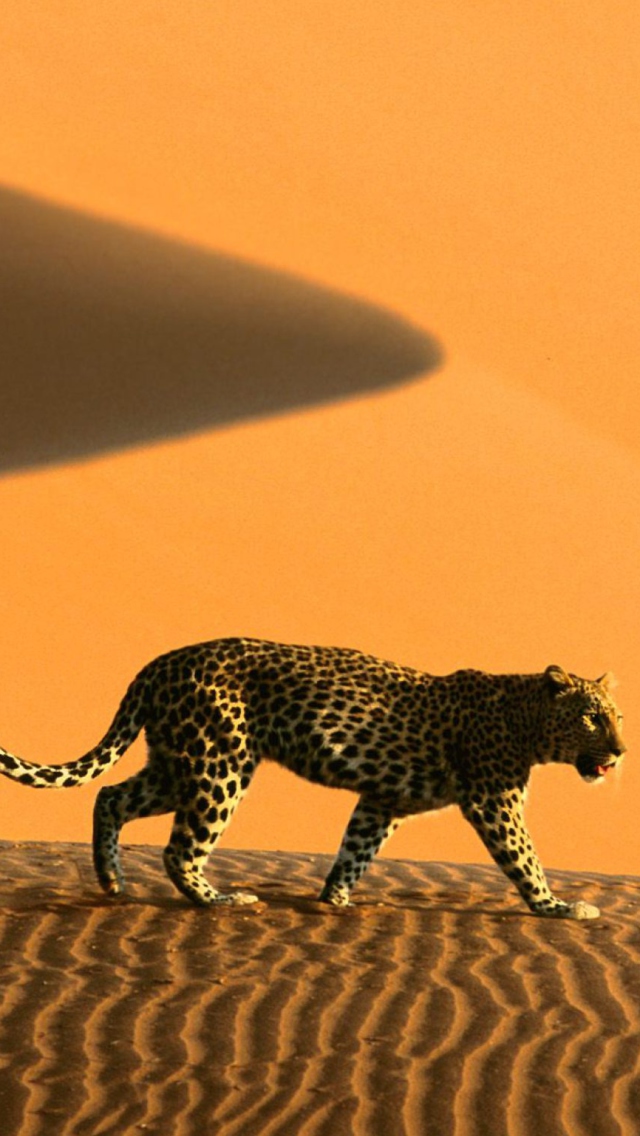 Cheetah In Desert wallpaper 640x1136