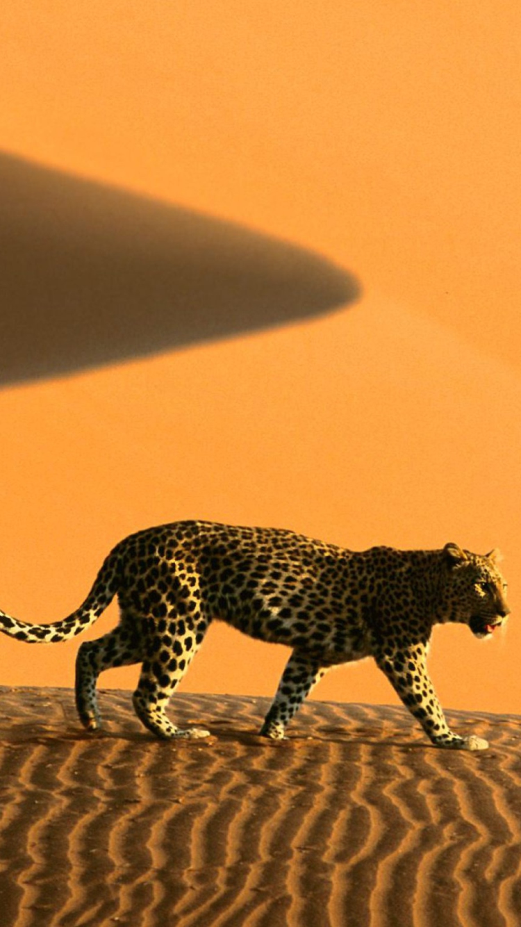 Обои Cheetah In Desert 750x1334