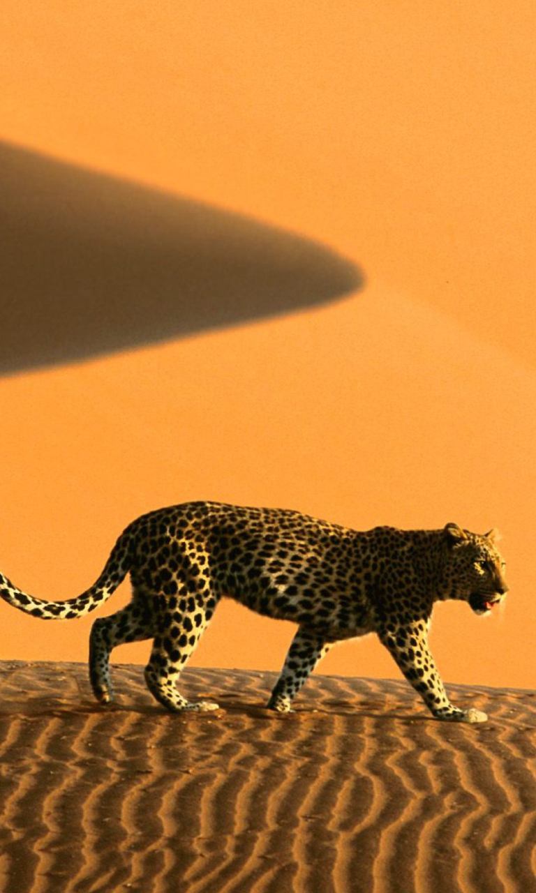 Fondo de pantalla Cheetah In Desert 768x1280