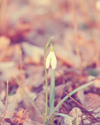 Spring Flower - Obrázkek zdarma pro Nokia Asha 300