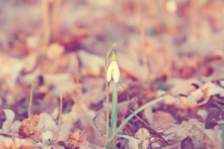 Spring Flower - Obrázkek zdarma pro Nokia Asha 200
