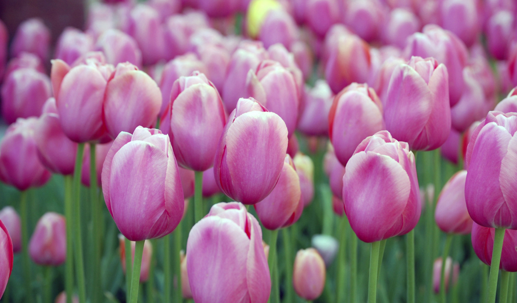 Screenshot №1 pro téma Pink Blossom Tulips 1024x600