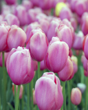 Sfondi Pink Blossom Tulips 128x160
