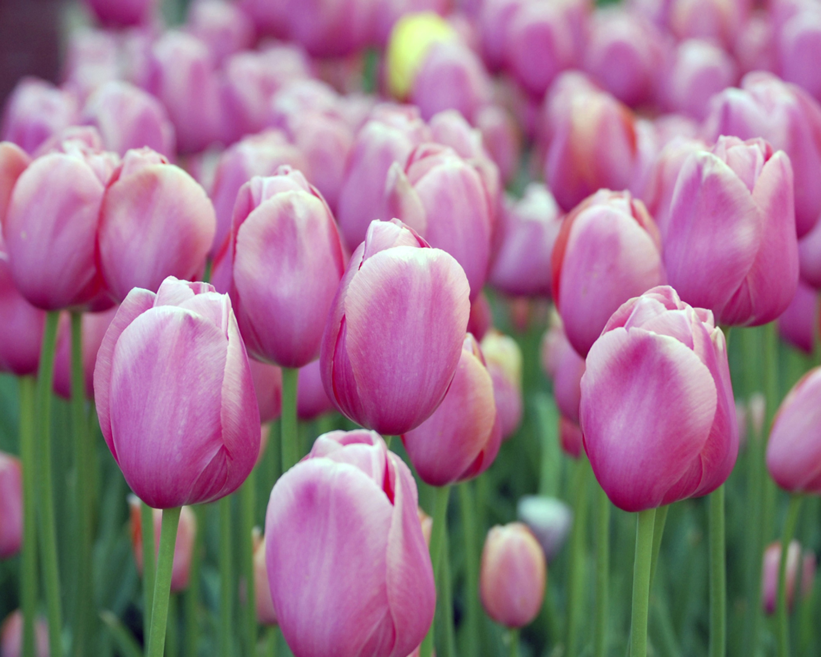 Das Pink Blossom Tulips Wallpaper 1600x1280