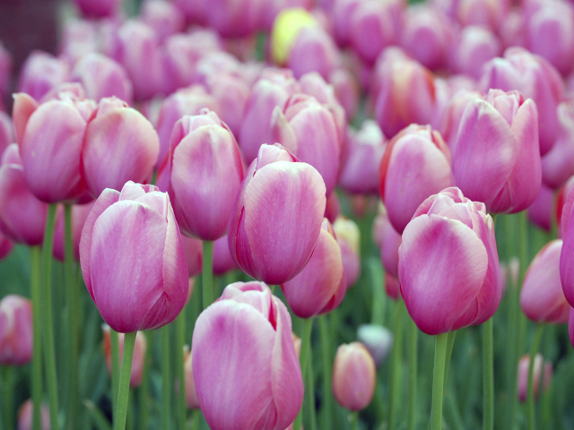 Screenshot №1 pro téma Pink Blossom Tulips 640x480