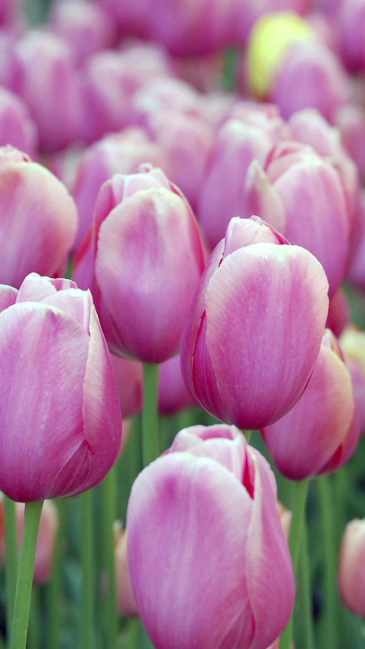 Fondo de pantalla Pink Blossom Tulips 750x1334