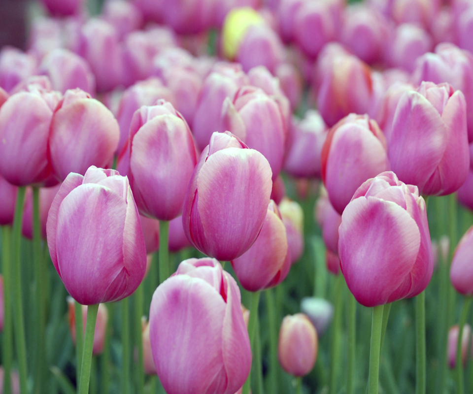 Pink Blossom Tulips screenshot #1 960x800