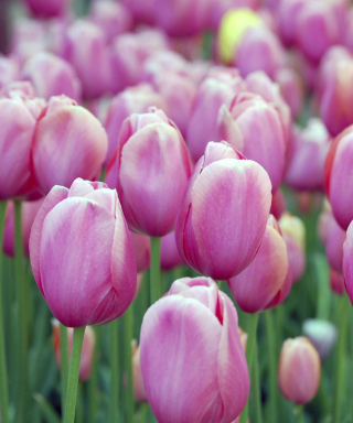 Pink Blossom Tulips - Obrázkek zdarma pro 240x320