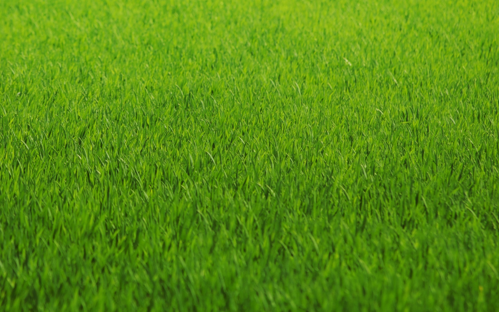 Screenshot №1 pro téma Green Grass 1680x1050