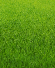 Обои Green Grass 176x220