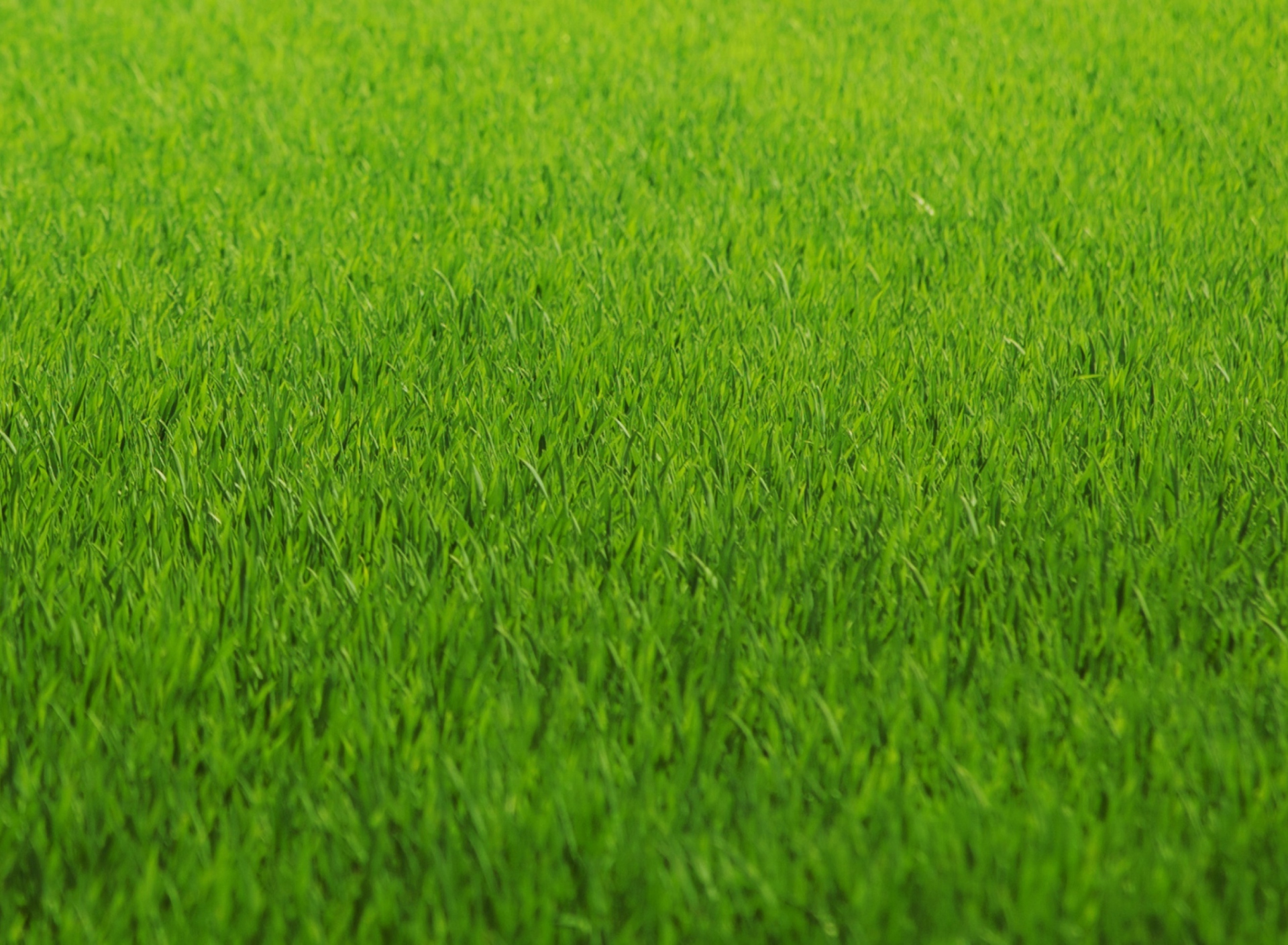 Обои Green Grass 1920x1408
