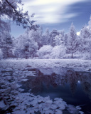 Das Frozen Pond Wallpaper 128x160