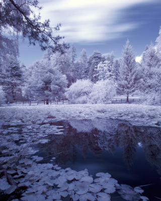 Frozen Pond - Obrázkek zdarma pro 320x480