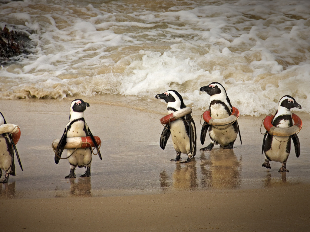 Funny Penguins Wearing Lifebuoys wallpaper 1024x768