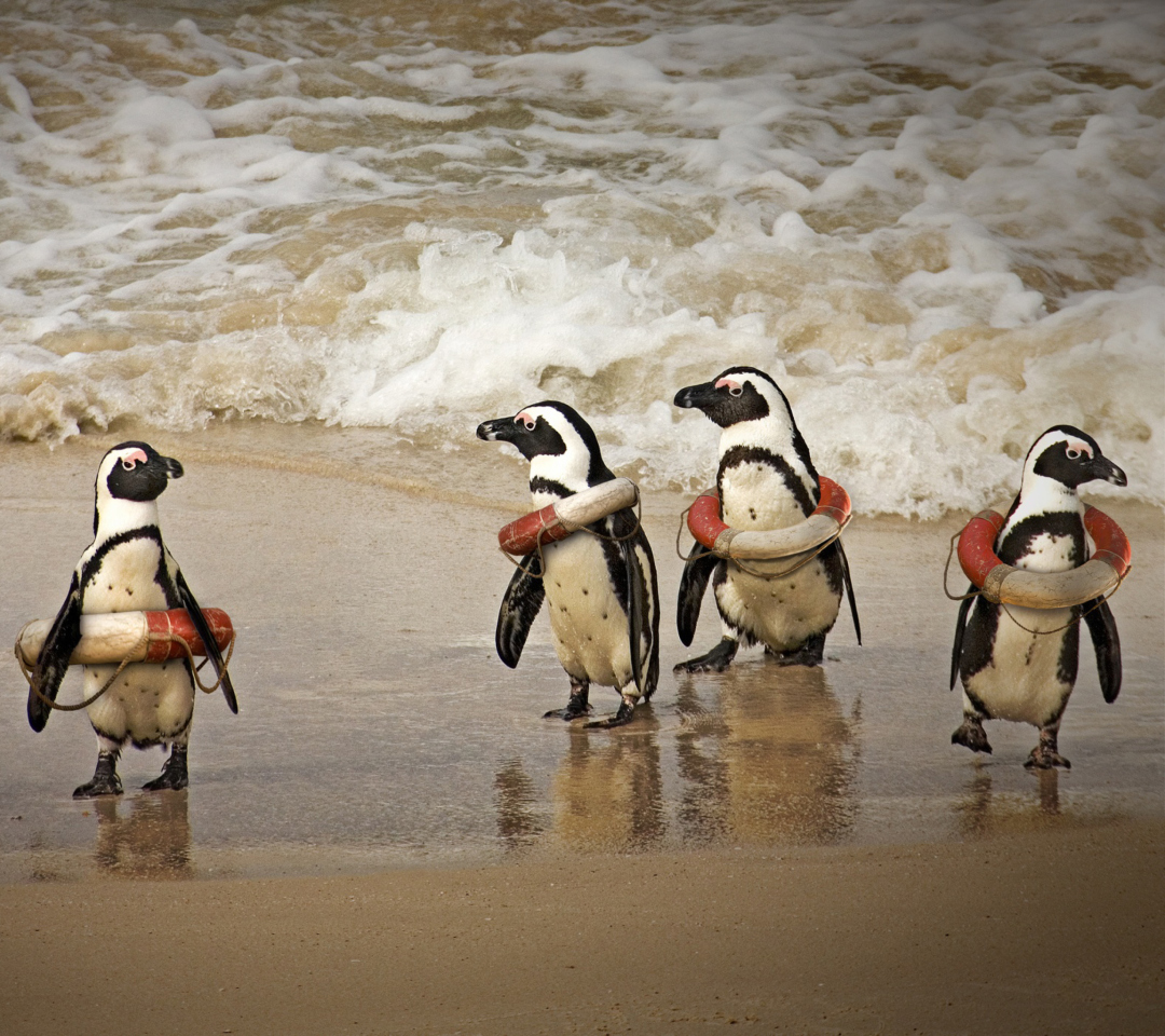 Обои Funny Penguins Wearing Lifebuoys 1080x960