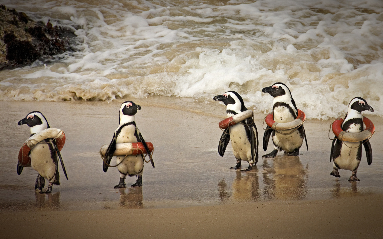 Обои Funny Penguins Wearing Lifebuoys 1280x800