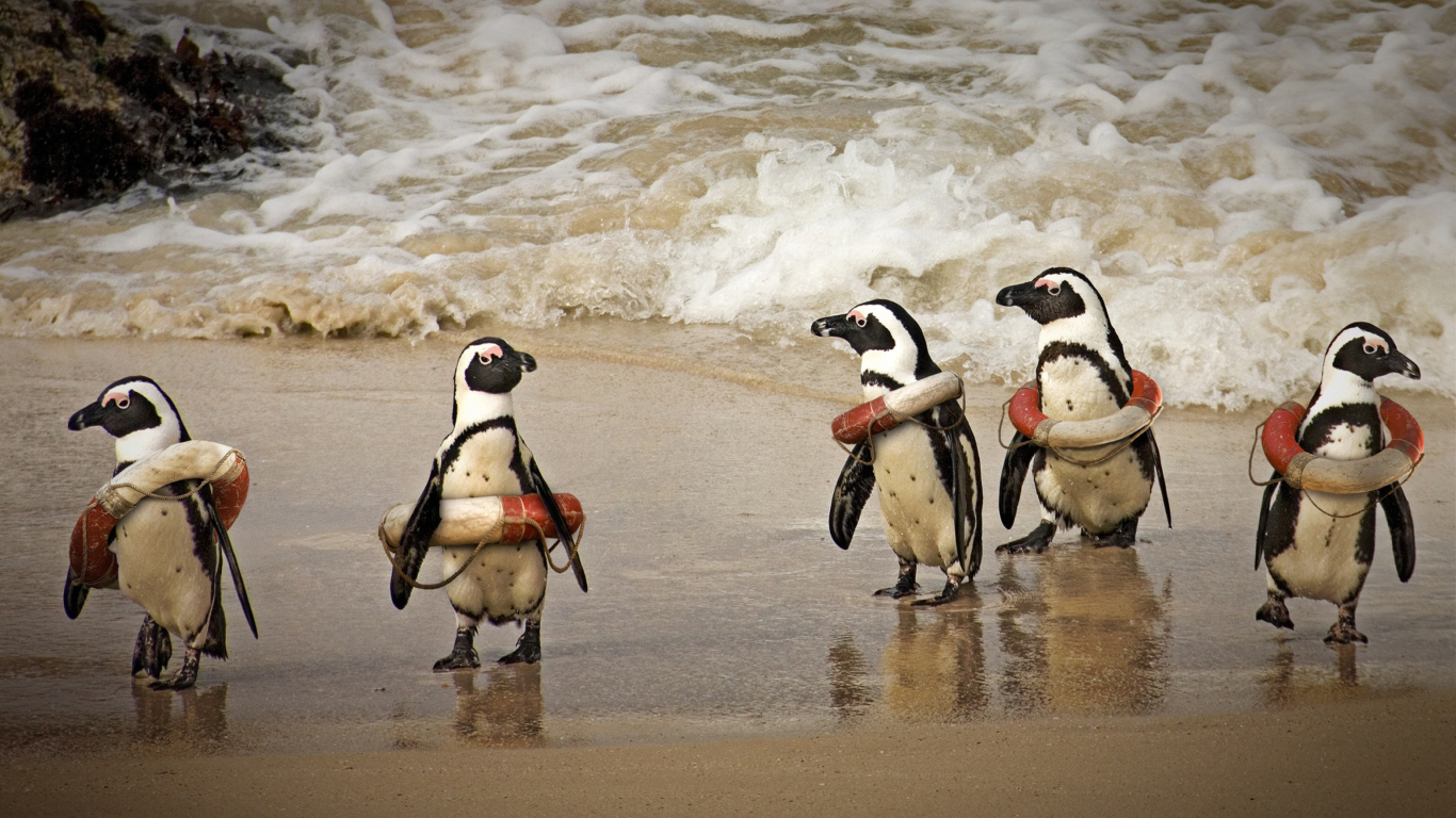 Обои Funny Penguins Wearing Lifebuoys 1366x768